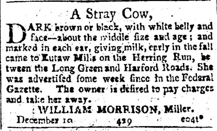 Stray Cow Ad